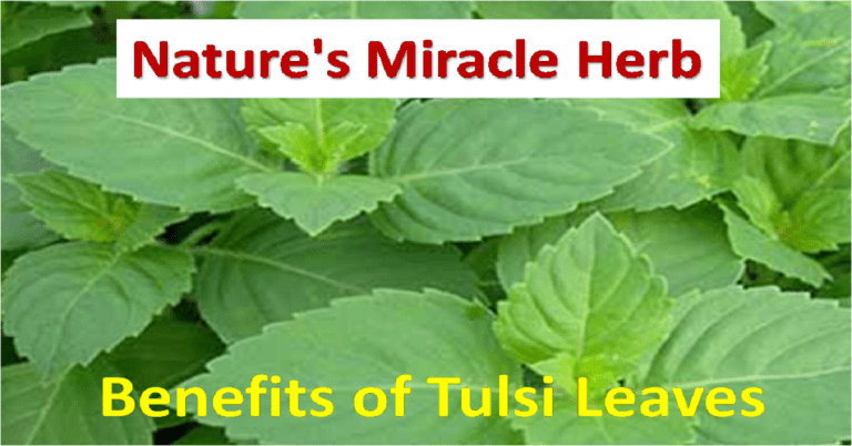 Benefits of Tulsi Leaves